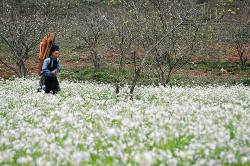 Mộc Châu 2 ngày 1 đêm